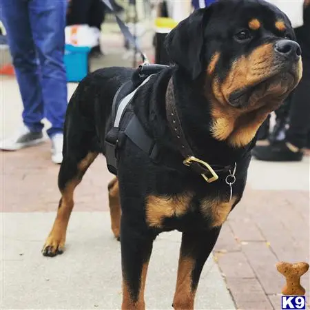 Rottweiler