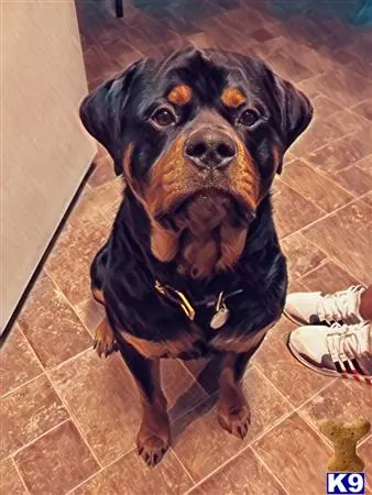 Rottweiler stud dog