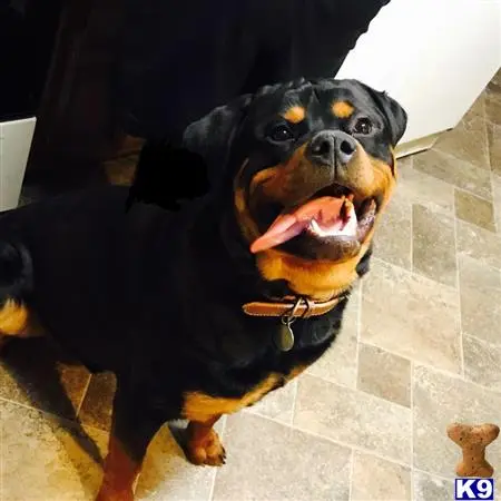 Rottweiler stud dog