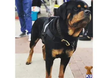 Rottweiler