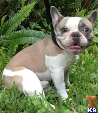 French Bulldog stud dog