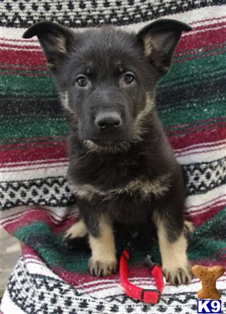 german shepherd puppy posted by granvillegsd