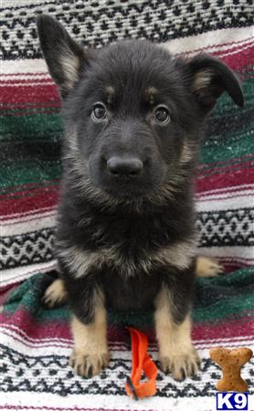 german shepherd puppy posted by granvillegsd