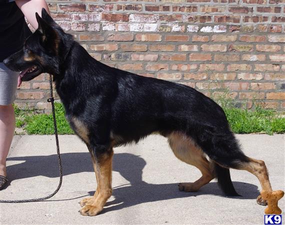 German Shepherd stud dog