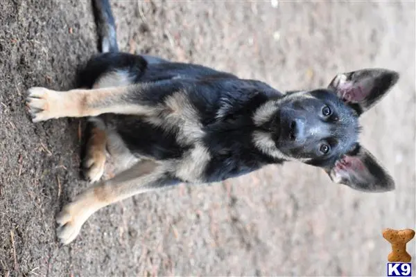 German Shepherd puppy for sale