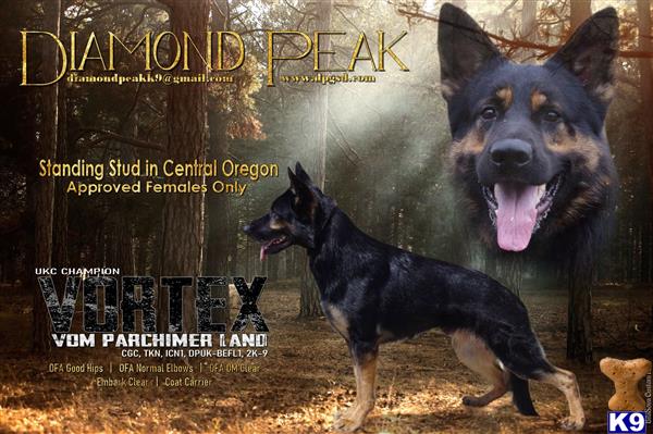 a couple of german shepherd dogs running