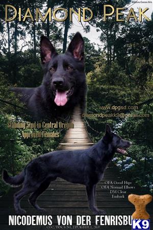 a german shepherd dog and a german shepherd dog