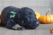 german shepherd puppy posted by granvillegsd