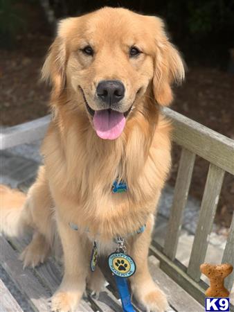 Golden Retriever stud dog