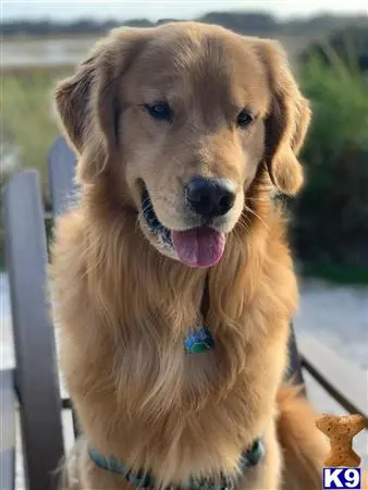 Golden Retriever stud dog