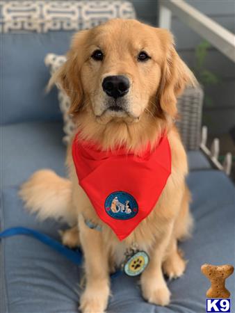 Golden Retriever stud dog