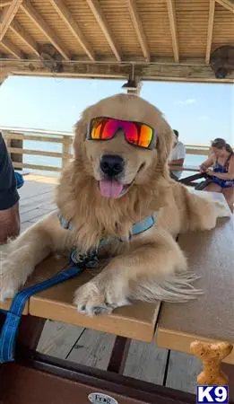 Golden Retriever stud dog