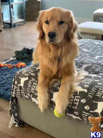 Golden Retriever stud dog