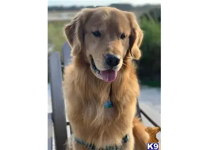 Golden Retriever