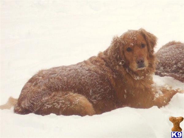 golden retriever puppies syracuse ny dogs looking for a stud golden retriever puppies syracuse ny dogs looking for a stud