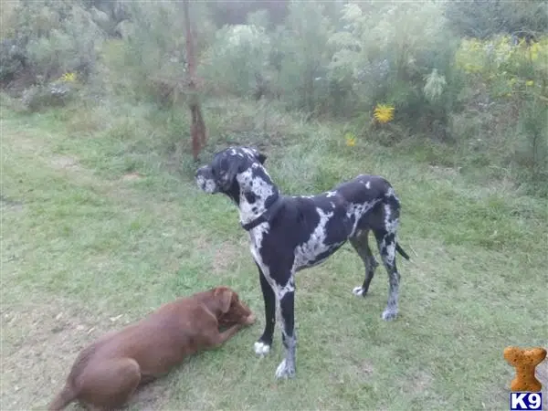 Great Dane stud dog