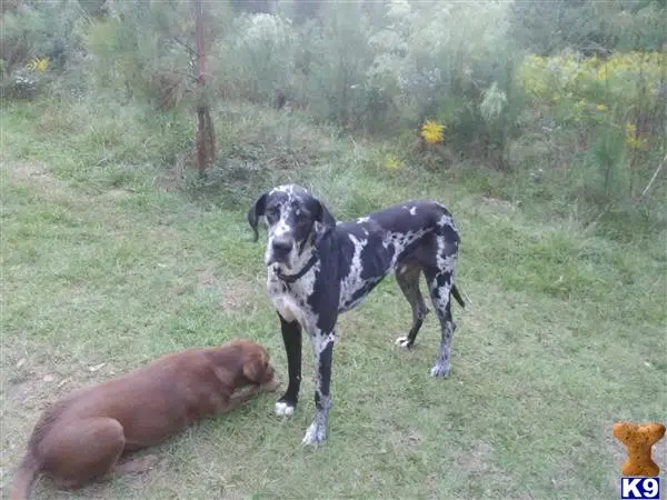 Great Dane stud dog