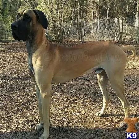 Great Dane stud dog