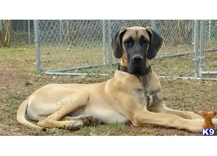 Great Dane