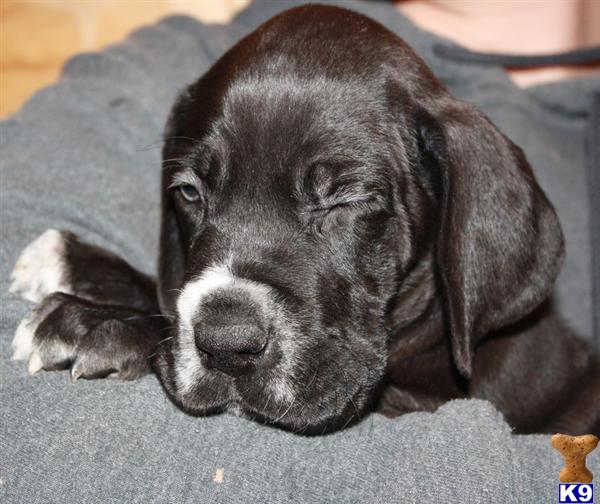 great dane puppy posted by greatmadanes