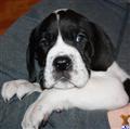 Great Dane