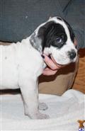 great dane puppy posted by greatmadanes