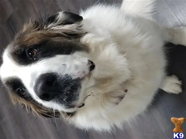 Saint Bernard female dog