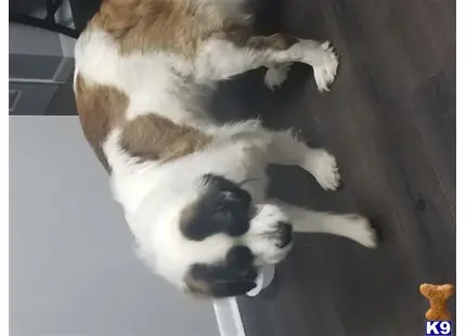 Saint Bernard
