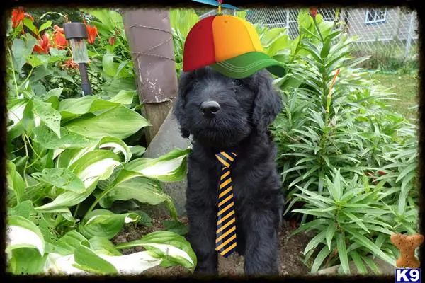 Labradoodle puppy for sale