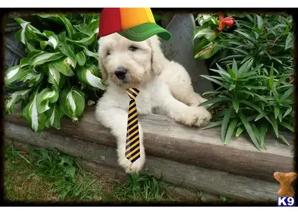 a labradoodle dog wearing a hat and tie