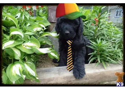 a labradoodle dog wearing a hat