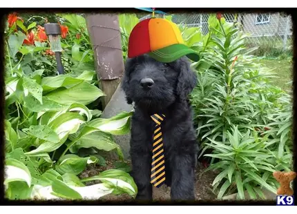 a black bear wearing a hat