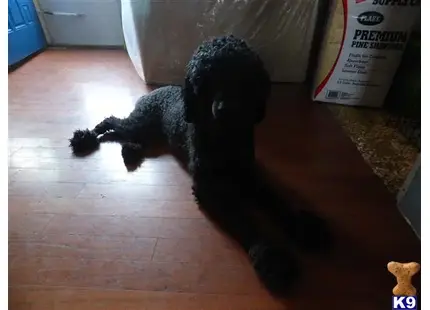 a black poodle dog on a wooden floor