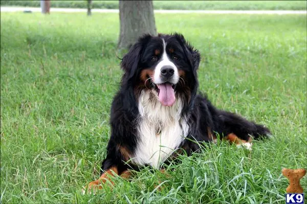 Bernese Mountain Dog stud dog: a bernese mountain dog dog lying in the grass