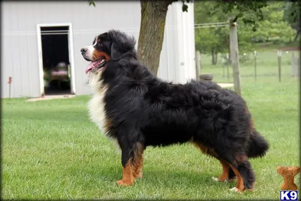 Bernese Mountain Dog stud dog: a black bernese mountain dog dog standing on grass