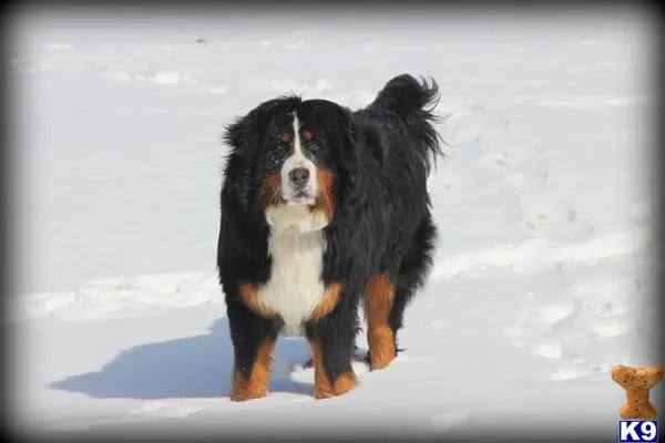 Bernese Mountain Dog stud dog: a bernese mountain dog dog standing in the snow