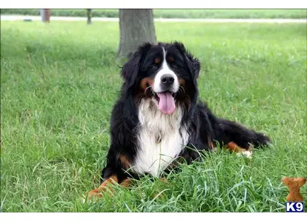 Bernese Mountain Dog stud dog: a bernese mountain dog dog lying in the grass