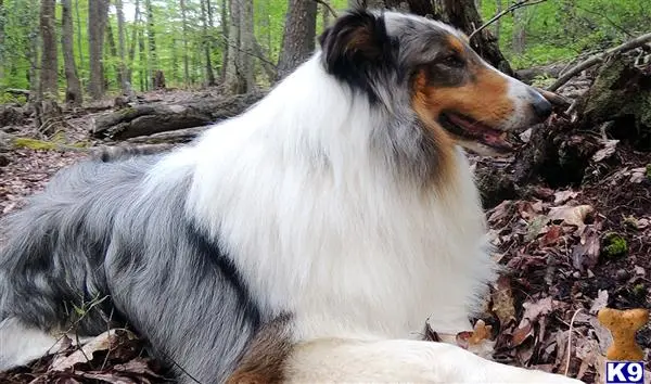 Collie stud dog