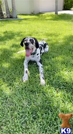 Great Dane stud dog