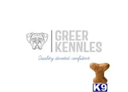 Boxer stud dog: text