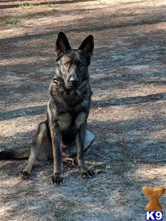 German Shepherd stud dog