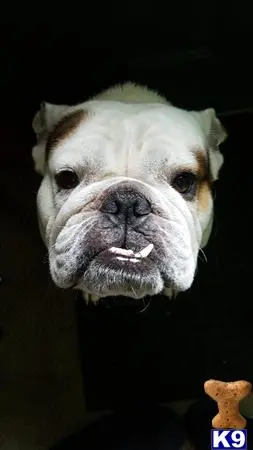 English Bulldog stud dog