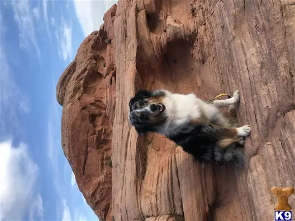 Miniature Australian Shepherd stud dog