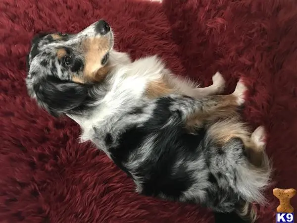 Miniature Australian Shepherd stud dog