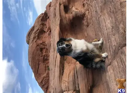 Miniature Australian Shepherd