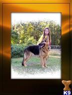 German Shepherd