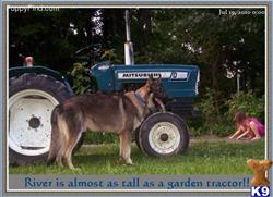 German Shepherd