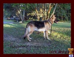 German Shepherd