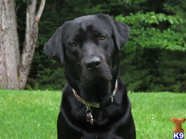 Labrador Retriever stud dog