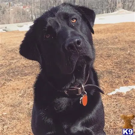 Labrador Retriever stud dog